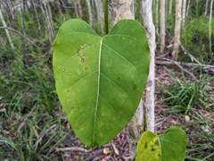 Leichhardtia rostrata