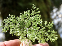 Hymenophyllum multifidum