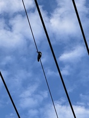 Halcyon smyrnensis perpulchra