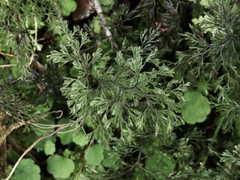 Hymenophyllum multifidum