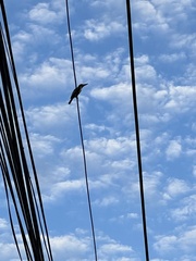 Halcyon smyrnensis perpulchra