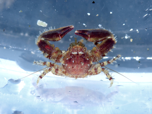 Petrolisthes novaezelandiae Filhol, 1885