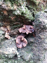 Craterellus undulatus