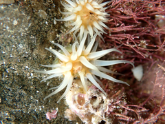 Anthothoe albocincta