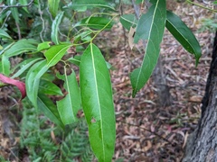 Cryptocarya microneura
