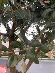 Quercus engelmannii