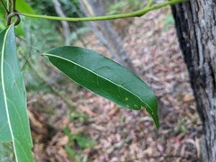 Cryptocarya microneura