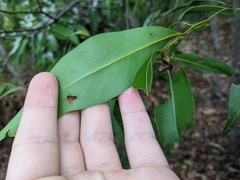 Cryptocarya microneura