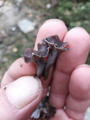 Craterellus undulatus