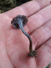 Craterellus undulatus