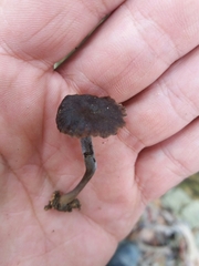 Craterellus undulatus