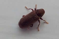 Anobium punctatum