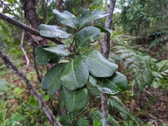 Cupaniopsis anacardioides
