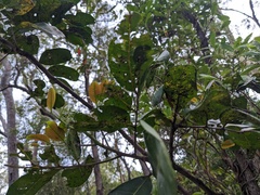 Cupaniopsis anacardioides