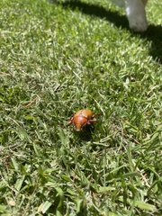 Anoplognathus montanus