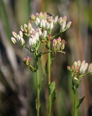 Arnoglossum
