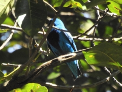 Cotinga amabilis