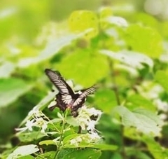 Pachliopta pandiyana