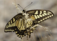 Papilio machaon oregonius