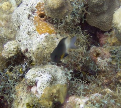 Stegastes partitus