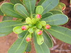 Xanthostemon aurantiacus