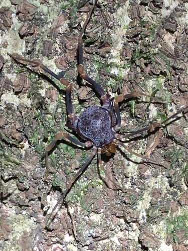 Amazochroma pedroi