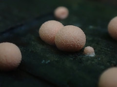 Lycogala epidendrum