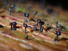 Cribraria cancellata