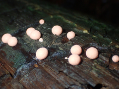 Lycogala epidendrum