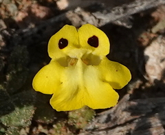 Hemimeris centrodes