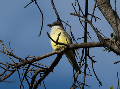 Tyrannus crassirostris