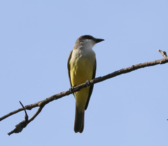 Tyrannus crassirostris