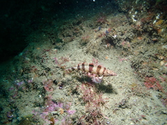 Oxylebius pictus