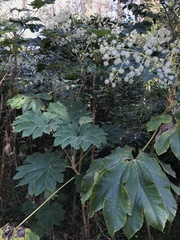 Tetrapanax