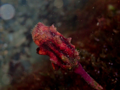 Pyura gibbosa