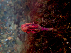 Pyura gibbosa
