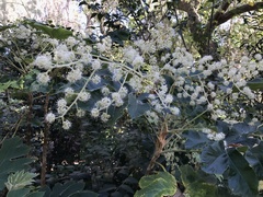 Tetrapanax