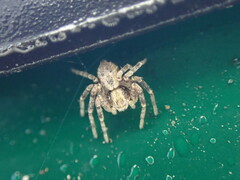 Philodromus