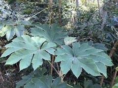 Tetrapanax
