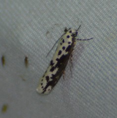 Ethmia semilugens