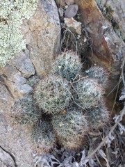Escobaria organensis