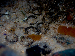Astrangia woodsi