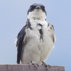 Tachycineta leucopyga