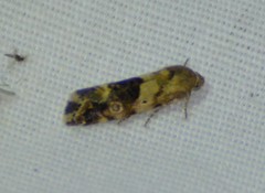 Ponometia nannodes
