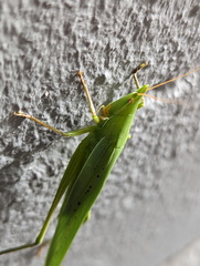 Pseudorhynchus selonis