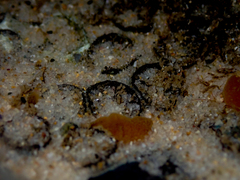 Astrangia woodsi