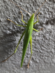 Pseudorhynchus selonis