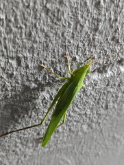 Pseudorhynchus selonis