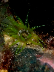 Aulactinia veratra