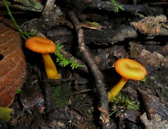 Pseudohygrocybe